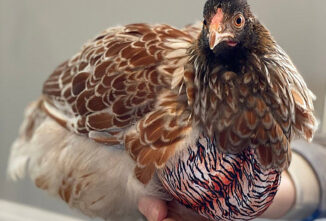 Candidiasis in Poultry